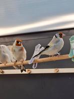 Eumo pop 2025 major putter, Dieren en Toebehoren, Vogels | Overige Vogels, Vrouwelijk