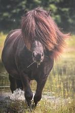 Verzorgpony’s aangeboden / verzorger gezocht, Dieren en Toebehoren, Paarden en Pony's | Verzorgingsproducten, Ophalen of Verzenden