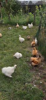 Usa zijdehoen, Dieren en Toebehoren, Pluimvee, Geslacht onbekend, Kip