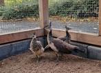 Te koop jonge blauwe pauwen, Dieren en Toebehoren, Pluimvee, Meerdere dieren, Overige soorten