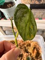 philodendron brandtianum stek geworteld, Huis en Inrichting, Kamerplanten, Ophalen of Verzenden, Halfschaduw, Minder dan 100 cm