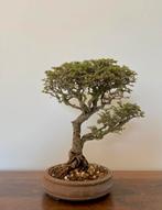 Bonsai japanse Zelkova, Tuin en Terras, Planten | Bomen, Minder dan 100 cm, Overige soorten, Ophalen of Verzenden