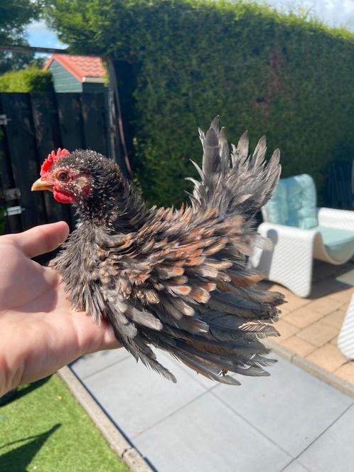 Serama haan krulveer split zijdeveer, Dieren en Toebehoren, Pluimvee, Kip, Mannelijk