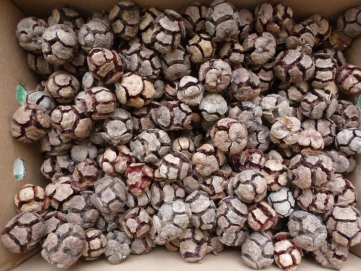 250 super mooie kleine open boomvruchten/dennenappels ( A ), Hobby en Vrije tijd, Knutselen, Nieuw, Ophalen of Verzenden