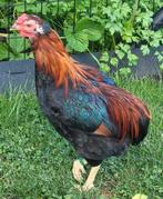Araucana haan, bolstaart + toefjes, Dieren en Toebehoren, Pluimvee, Mannelijk, Kip