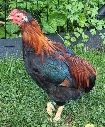 Araucana haan, bolstaart + toefjes beschikbaar voor biedingen