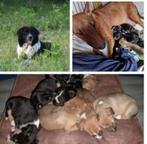 Bullterrier x Australian Sheperd puppy's, Particulier, Rabiës (hondsdolheid), Meerdere, 8 tot 15 weken