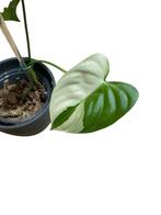 * SUPER Raritet* Philodendron SP Tropical / Oxapapense, Huis en Inrichting, Ophalen, Halfschaduw, Minder dan 100 cm