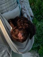 Draagtas voor honden, Dieren en Toebehoren, Honden-accessoires, Ophalen of Verzenden, Zo goed als nieuw