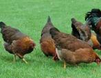 Te koop 4 welsummer hennen, Dieren en Toebehoren, Pluimvee, Vrouwelijk, Kip