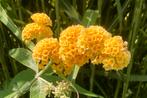 Vlinderstruik Buddleja x Weyeriana, ‘Sungold’, Ophalen of Verzenden, Overige soorten, Volle zon