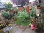 Pampas siergras, Tuin en Terras, Planten | Tuinplanten, Ophalen