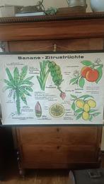 Oude schoolkaart: Bananen en Citrusvruchten, Antiek en Kunst, Antiek | Schoolplaten, Ophalen of Verzenden