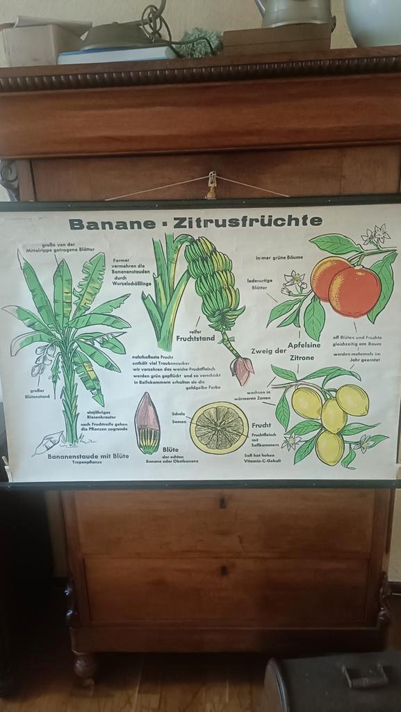 Oude schoolkaart: Bananen en Citrusvruchten, Antiek en Kunst, Antiek | Schoolplaten, Ophalen of Verzenden