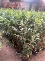Laurier Prunus Novita 175 cm hoog nu euro 20,-., Ophalen of Verzenden, Laurier, Struik, 100 tot 250 cm