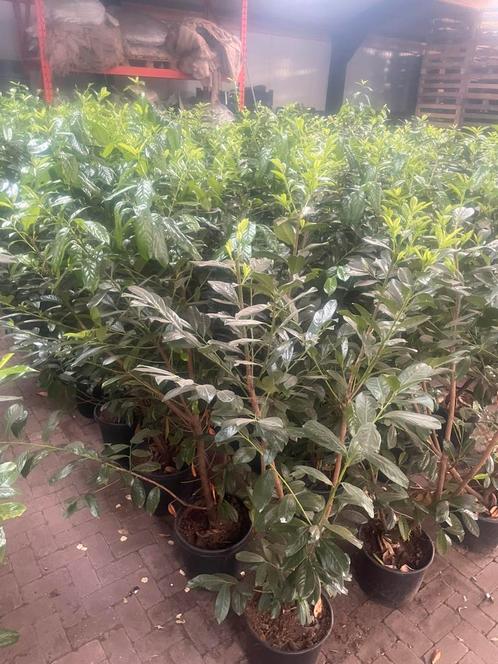 Laurier Prunus Novita 175 cm hoog nu euro 20,-., Tuin en Terras, Planten | Struiken en Hagen, Struik, Laurier, 100 tot 250 cm