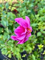 Dahlia 24, Tuin en Terras, Ophalen, Zomer, Overige soorten, Volle zon
