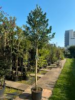 Hulst ilex nelly Stevens 180/200 stam totaal 350/400 cm, Tuin en Terras, Planten | Bomen, Ophalen, Volle zon