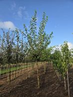 Grote Morus Alba witte moerbei, Ophalen, 400 cm of meer