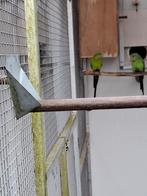 Barraband parkieten, Dieren en Toebehoren, Vogels | Parkieten en Papegaaien, Meerdere dieren, Parkiet, Geringd