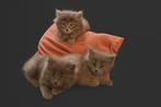 Maine coon kittens met stamboom uit geteste ouders, Dieren en Toebehoren, Meerdere dieren, Gechipt