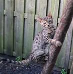 Mooie Bengaalse Kittens, Dieren en Toebehoren, Kater, Kortharig, 0 tot 2 jaar