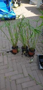 PARAPLUPLANT, Ophalen, Volle zon, Groenteplanten, Eenjarig