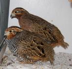 3 broedrijpe trio's jungle bush kwartels, Dieren en Toebehoren, Vogels | Overige Vogels, Meerdere dieren, Tropenvogel, Geringd