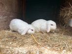 Lieve jonge Nederlands Hangoor Dwerg konijnen koppel te koop, Dieren en Toebehoren, Mannelijk, Dwerg, Hangoor, 0 tot 2 jaar