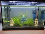 Aquarium 60 liter, Dieren en Toebehoren, Ophalen, Zo goed als nieuw, Gevuld zoetwateraquarium