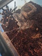 Acanthoscurria geniculata vogelspin man volwassen, Dieren en Toebehoren, Insecten en Spinnen