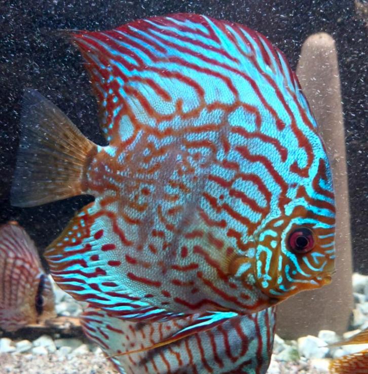 Discusvissen Europese 4x, Dieren en Toebehoren, Vissen | Aquariumvissen, Zoetwatervis, Vis, Schoolvis