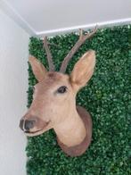 Vintage opgezette ree, Verzamelen, Dierenverzamelingen, Ophalen, Hert, Opgezet dier