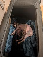Sphynx Canadees kittens, Dieren en Toebehoren, Katten en Kittens | Raskatten | Korthaar, Met stamboom