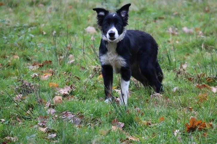 Prachtig Border collie pup stamboom., Dieren en Toebehoren, Honden | Herdershonden en Veedrijvers, Reu, Herder, Particulier, Eén hond