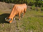 Grazende koe van polyester, Tuin en Terras, Tuinbeelden, Ophalen, Kunststof
