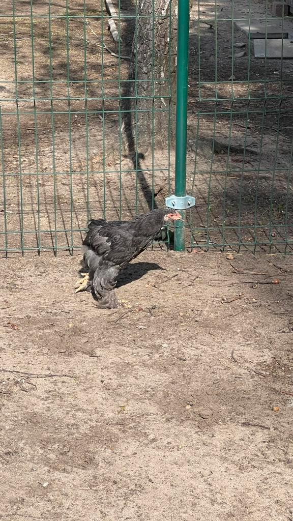 Braham kuikens, Dieren en Toebehoren, Pluimvee, Kip, Meerdere dieren