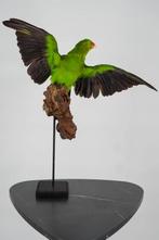 Opgezette Australische koningsparkiet - Wildernis Atelier, Ophalen of Verzenden, Nieuw, Opgezet dier