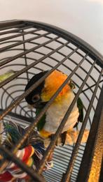 Zwartkop Caique papegaai, Dieren en Toebehoren, Mannelijk, Papegaai, Geringd
