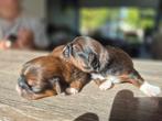 Super lieve en mooie Shih-tzu pups, Overige rassen, 8 tot 15 weken, Meerdere, Meerdere dieren
