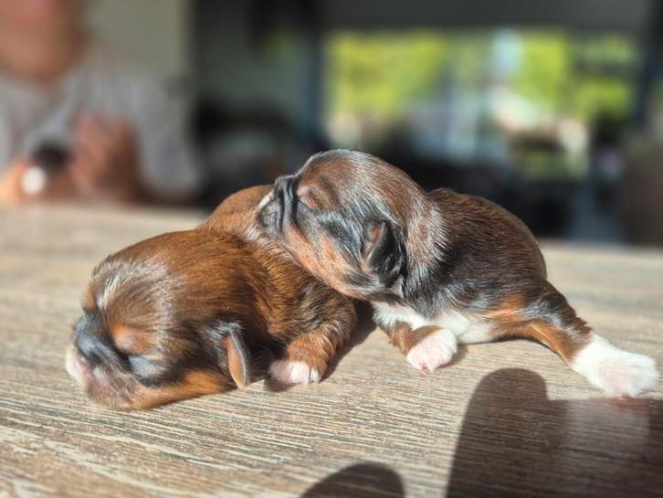 Super lieve en mooie Shih-tzu pups, Dieren en Toebehoren, Honden | Chihuahua's en Gezelschapshonden, Meerdere dieren, Overige rassen