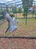 Paradijskraanvogel man, 7 jaar oud, Dieren en Toebehoren, Vogels | Overige Vogels, Mannelijk
