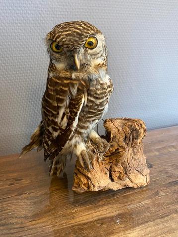 Opgezette kleine uil op stronk beschikbaar voor biedingen
