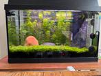 Complete 60 liter aquarium met visjes en professionele Co2., Dieren en Toebehoren, Ophalen, Zo goed als nieuw, Gevuld zoetwateraquarium