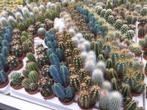 Cactus aanbieding: 46 cactussen voor 19.50., Huis en Inrichting, Kamerplanten, Cactus, Minder dan 100 cm, Ophalen of Verzenden