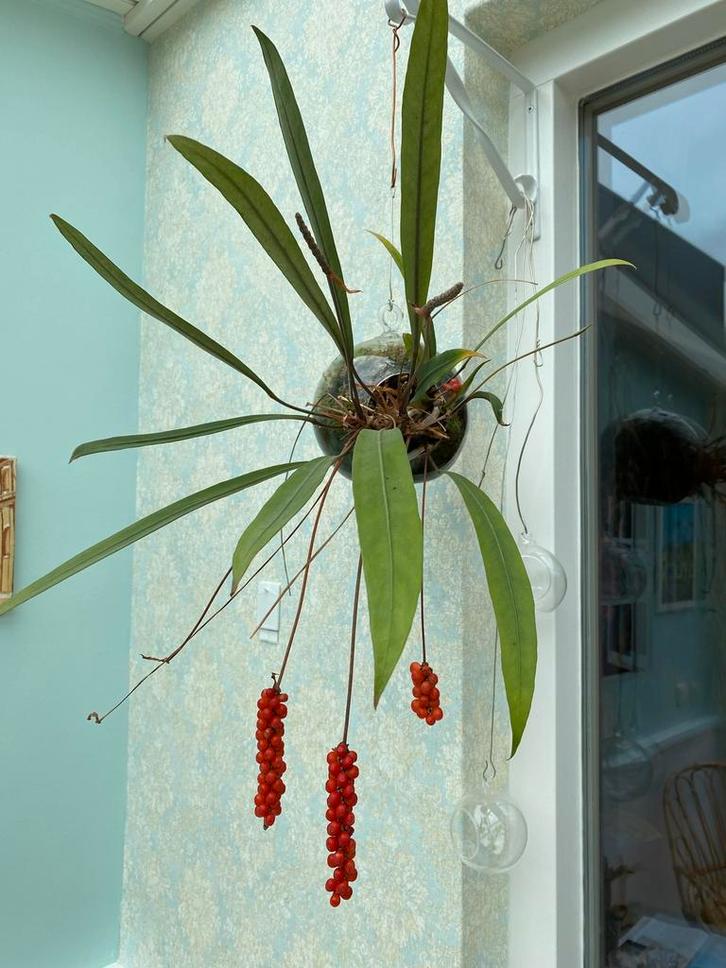 Anthurium gracile (herkomst Suriname Brownsberg), Huis en Inrichting, Kamerplanten, Minder dan 100 cm, Volle zon, Verzenden