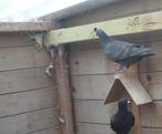 duiven, Dieren en Toebehoren, Geslacht onbekend, Postduif