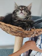 Maine Coon kittens