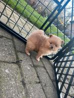 Pomeriaan puppys, Dieren en Toebehoren, Honden | Chihuahua's en Gezelschapshonden, Rabiës (hondsdolheid), Overige rassen, 8 tot 15 weken