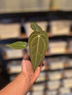 Anthurium Blue Papillilaminum x Self, Huis en Inrichting, Kamerplanten, Overige soorten, In pot, Minder dan 100 cm, Groene kamerplant